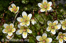 Moosartiger Steinbrech (Saxifraga bryoides) (07.2020, C170314)