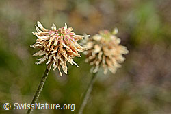 C171155: Berg-Klee (Trifolium montanum)