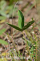 C171156: Berg-Klee (Trifolium montanum)