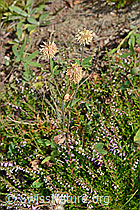 C171157: Berg-Klee (Trifolium montanum)