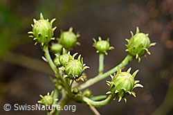 Doldiges Habichtskraut (Hieracium umbellatum) (C171188)