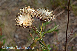 C171194: Skabiosen-Flockenblume (Centaurea scabiosa)