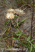 C171196: Skabiosen-Flockenblume (Centaurea scabiosa)