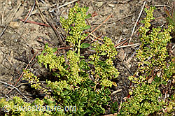 Kahles Bruchkraut (Herniaria glabra) (C171200)