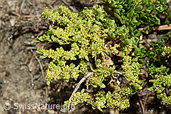 Kahles Bruchkraut (Herniaria glabra) (C171201)