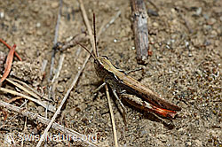 Brauner Grashüpfer (Chorthippus brunneus) (02.08.2020, C171202)