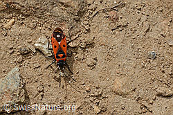 Weisspunkt-Bodenwanze (Melanocoryphus albomaculatus) (C171228)
