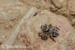 V-Fleck-Springspinne (Aelurillus v-insignitus) (C171232) V-Fleck-Springspinne (Aelurillus v-insignitus) (C171232)