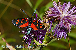 Skabiosen-Flockenblume (Centaurea scabiosa) mit rotem Scheckenfalter