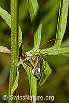 C171257: Gemeine Zierwanze (Adelphocoris lineolatus)