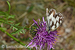 Skabiosen-Flockenblume (Centaurea scabiosa) mit rotem Scheckenfalter