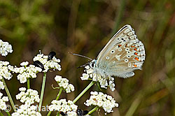 Himmelblauer Bläuling (Lysandra bellargus) auf Blume. (C171263)