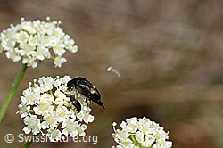 Foto: Gebänderter Stachelkäfer (Variimorda villosa)