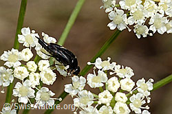 Foto: Gebänderter Stachelkäfer (Variimorda villosa)