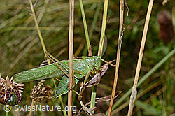 Grünes Heupferd (Tettigonia viridissima) (C171286)