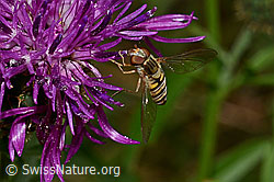 Skabiosen-Flockenblume (Centaurea scabiosa) mit rotem Scheckenfalter