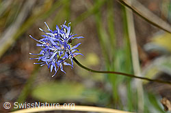 Berg-Jasione (Jasione montana) (C171293)
