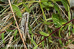 Verkannter Grashüpfer (Chorthippus mollis) (C171303)