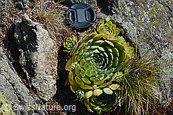 C171308: Echte Hauswurz (Sempervivum tectorum)