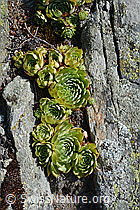 C171309: Echte Hauswurz (Sempervivum tectorum)
