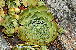 C171312: Echte Hauswurz (Sempervivum tectorum)