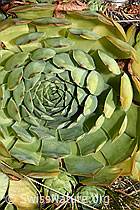 C171314: Echte Hauswurz (Sempervivum tectorum)