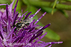 C171344: Gewöhnliche Zwergsandbiene (Andrena minutula)
