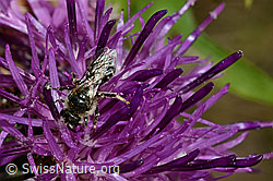 Skabiosen-Flockenblume (Centaurea scabiosa) mit rotem Scheckenfalter