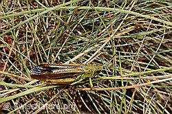 Gebirgsgrashüpfer (Stauroderus scalaris) (C171353)
