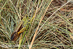 Gebirgsgrashüpfer (Stauroderus scalaris) (C171355)