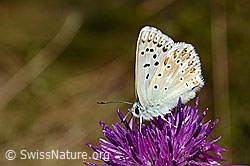 Himmelblauer Bläuling (Lysandra bellargus) auf Skabiosen-Flockenblume (Centaurea scabiosa). (C171358)