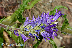 Foto: Ährige Glockenblume (Campanula spicata)