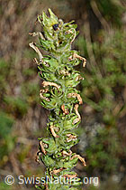 Foto: Ährige Glockenblume (Campanula spicata)
