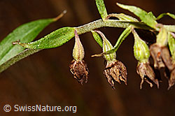 Braunrote Sumpfwurz (Epipactis atrorubens) (C171372)