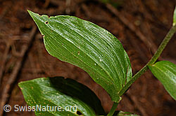 Braunrote Sumpfwurz (Epipactis atrorubens) (C171373)