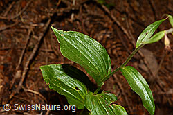 Braunrote Sumpfwurz (Epipactis atrorubens) (C171374)