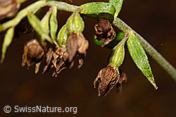 Braunrote Sumpfwurz (Epipactis atrorubens) (C171376)
