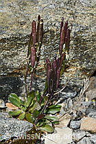 Foto: Bläuliche Gänsekresse (Arabis caerulea)