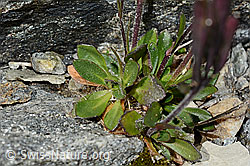Foto: Bläuliche Gänsekresse (Arabis caerulea)