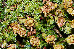 Zweiblütiger Steinbrech (Saxifraga biflora) (C171895)