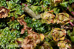 Zweiblütiger Steinbrech (Saxifraga biflora) (C171896)