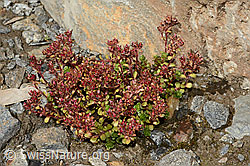 Zweiblütiger Steinbrech (Saxifraga biflora) (C171898)