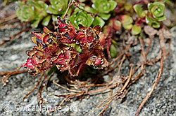 Zweiblütiger Steinbrech (Saxifraga biflora) (C171900)