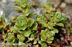 Zweiblütiger Steinbrech (Saxifraga biflora) (C171901)
