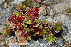 Zweiblütiger Steinbrech (Saxifraga biflora) (C171902)