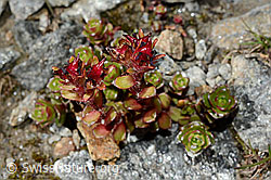 Zweiblütiger Steinbrech (Saxifraga biflora) (C171904)