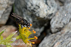 Bewimperter Steinbrech (Saxifraga aizoides)