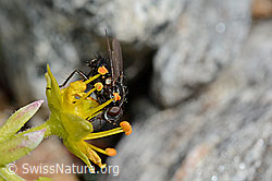 Zaphne ambigua on Saxifraga aizoides (C171926) Zaphne ambigua on Saxifraga aizoides (C171926)