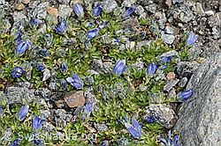 Mont Cenis-Glockenblume (Campanula cenisia) (C171941)