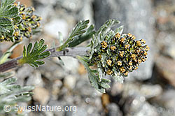 C171948: Ährige Edelraute (Artemisia genipi)
